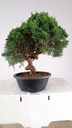 1 Juniperus chinensis kyushu, 155 euros