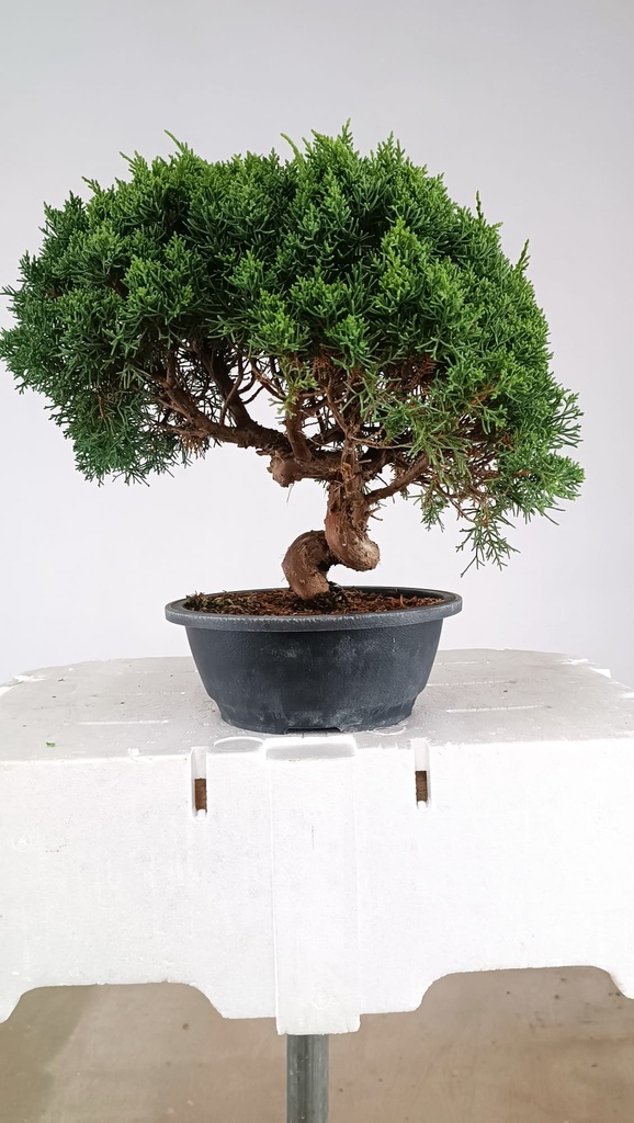1 Juniperus chinensis kyushu, 155 euros