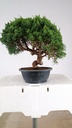 1 Juniperus chinensis kyushu, 155 euros
