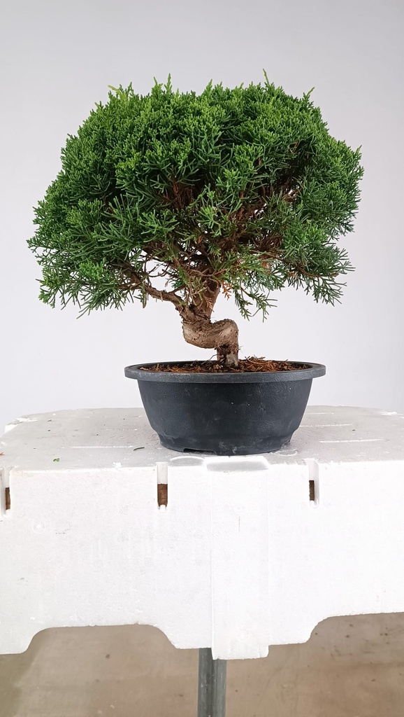 1 Juniperus chinensis kyushu, 155 euros