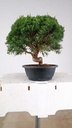 1 Juniperus chinensis kyushu, 155 euros