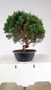 1 Juniperus chinensis kyushu, 155 euros
