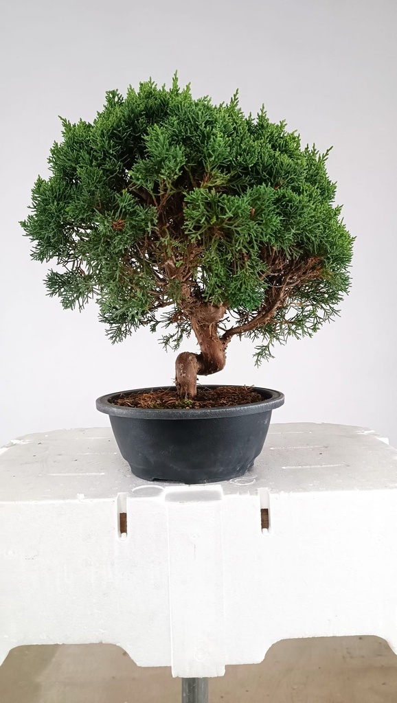 1 Juniperus chinensis kyushu, 155 euros