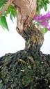 Bouganvillea glabra  220 euros