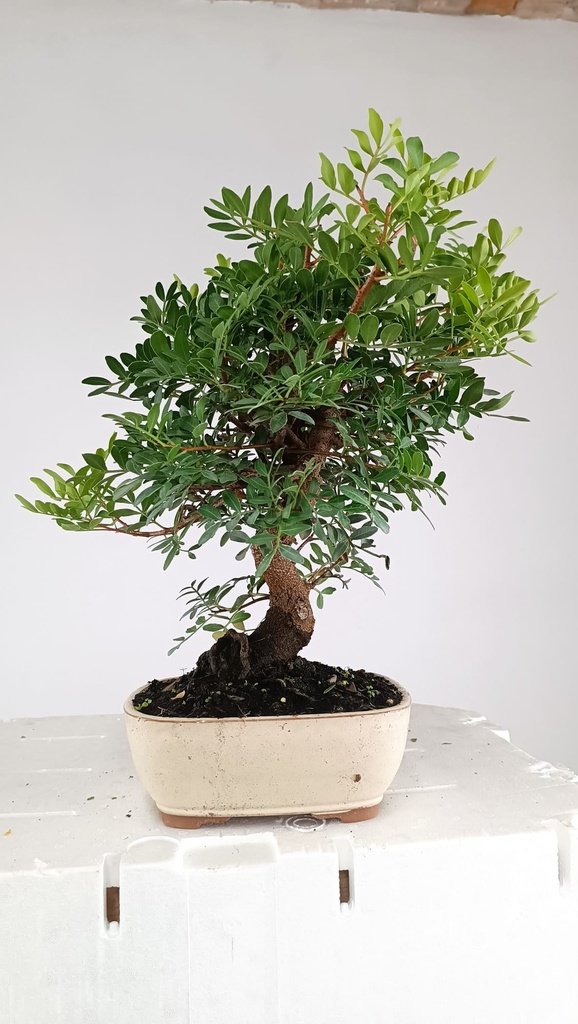0 Pistacia lentiscus,  80 euros