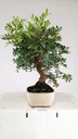 0 Pistacia lentiscus,  80 euros