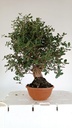 5 Quercus suber 220 euros Passort 159445-21012  D-ES5