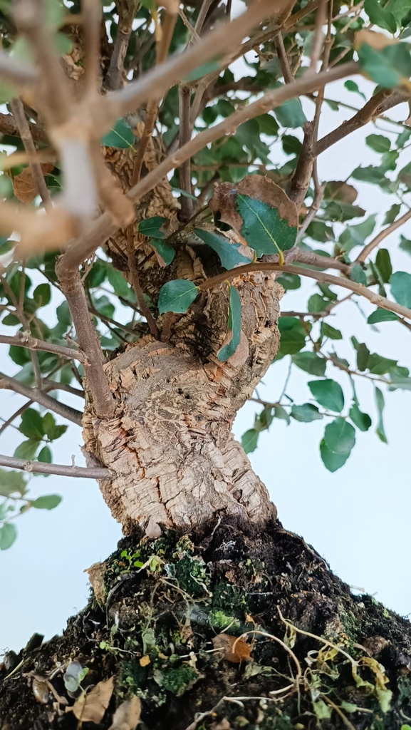 5 Quercus suber 220 euros Passort 159445-21012  D-ES5