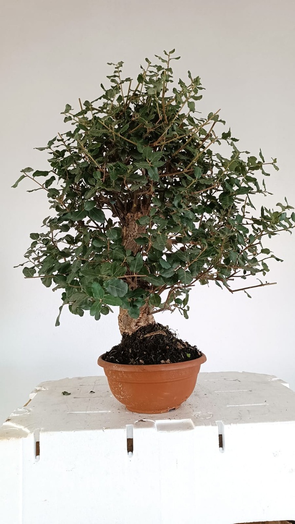 5 Quercus suber 220 euros Passort 159445-21012  D-ES5