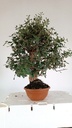 5 Quercus suber 220 euros Passort 159445-21012  D-ES5