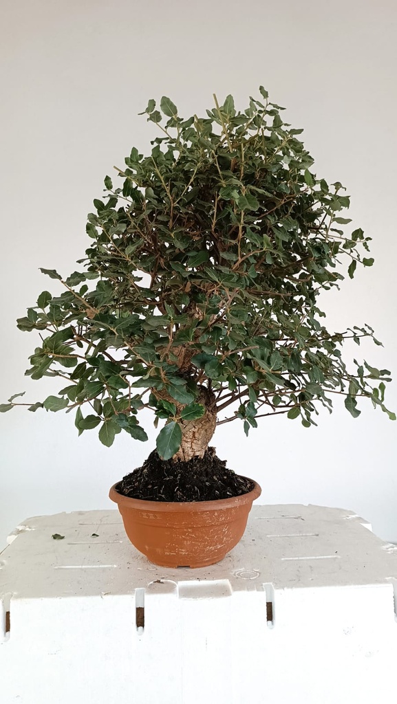 5 Quercus suber 220 euros Passort 159445-21012  D-ES5