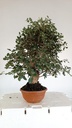 5 Quercus suber 220 euros Passort 159445-21012  D-ES5