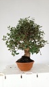 5 Quercus suber 220 euros Passort 159445-21012  D-ES5