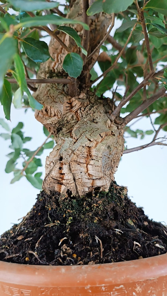 5 Quercus suber 220 euros Passort 159445-21012  D-ES5