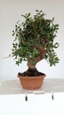 4 Quercus suber 200 euros Passport 164694-060225  D-es