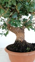 4 Quercus suber 200 euros Passport 164694-060225  D-es