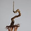 G22. Granado nejikan/ 230€