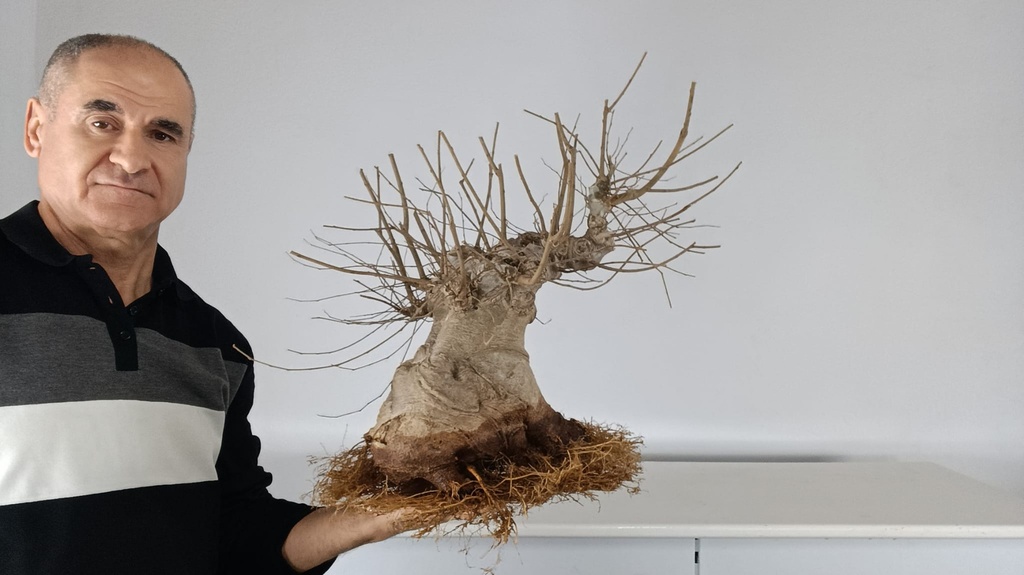 C 1. Celtis australis 500 euros con envio gratis peninsula.