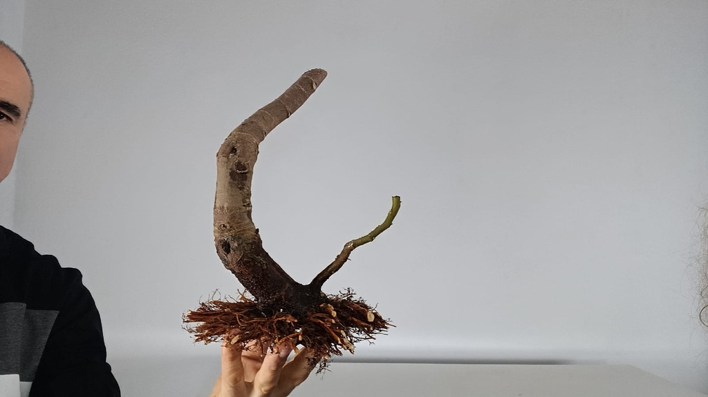 H 14 Ficus carica 150 euros con envio gratis peninsula.