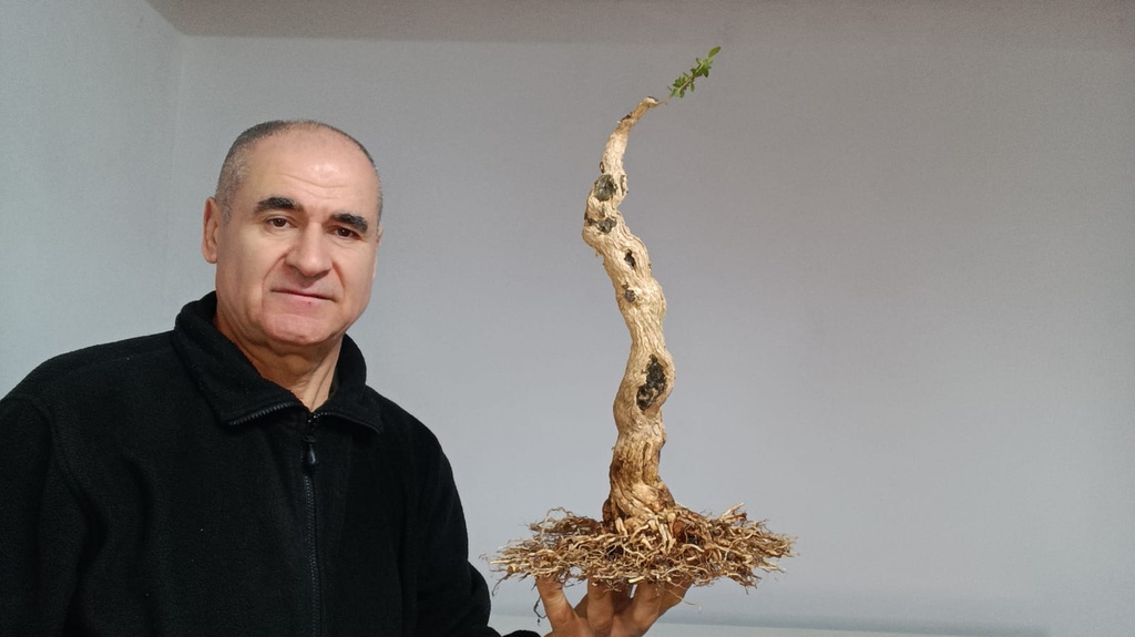 C 2.  Serissa phoetida, 280 euros con envio gratis peninsula.