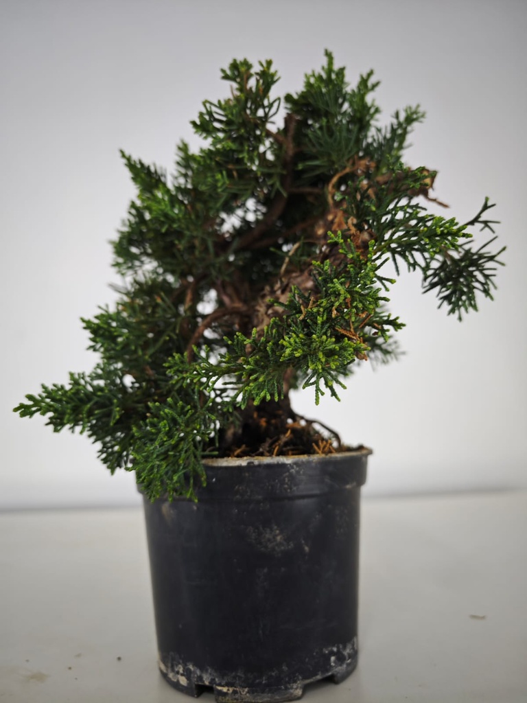 *N.º 2 Juniperus chinensis kyushu 60 euros Passport --153692- 0509  D-ES2543