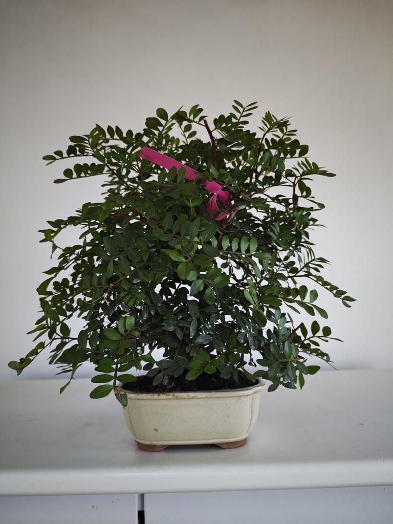 *N.º 3 Pistacia lentiscus 80 euros Passport -43-166196-050925 D-ES