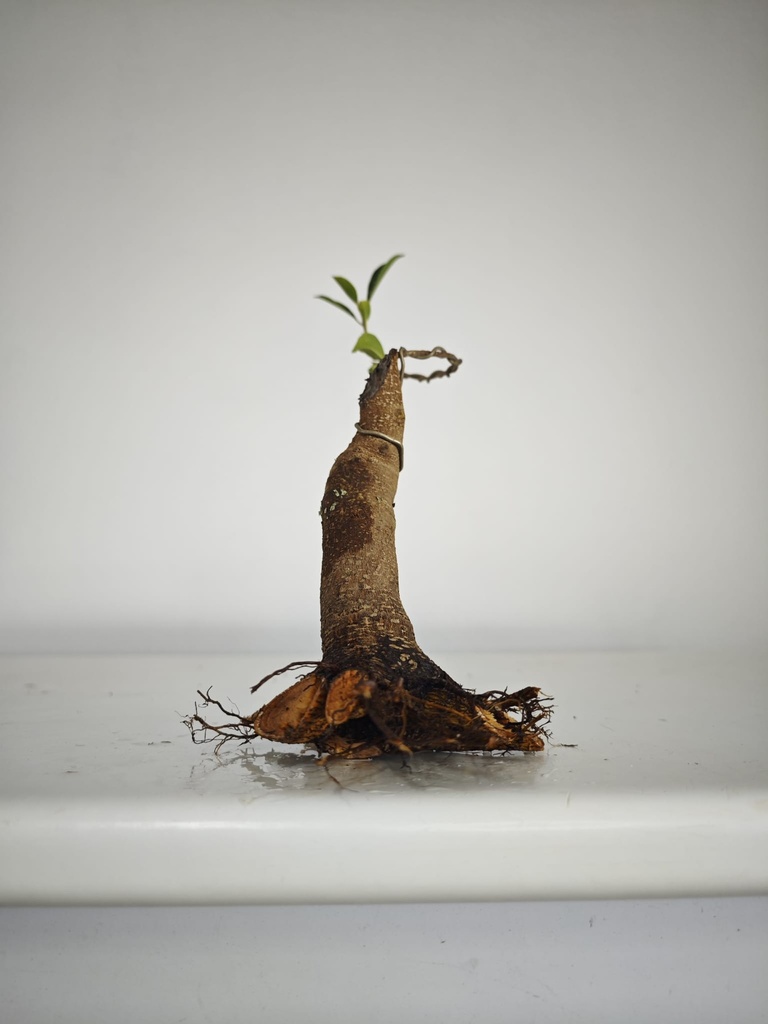 R 3. Ficus retusa 120 euros con envio gratis peninsula.