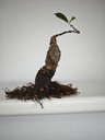 R 4. Ficus retusa 150 euros con envio gratis peninsula.