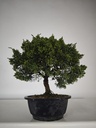 *N.º 3 Juniperus chinensis kyushu 60 euros Passport --153692- 0509 D-ES2543