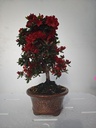 *A 1. Rhododendron indicum, 70 euros con envio gratis peninsula