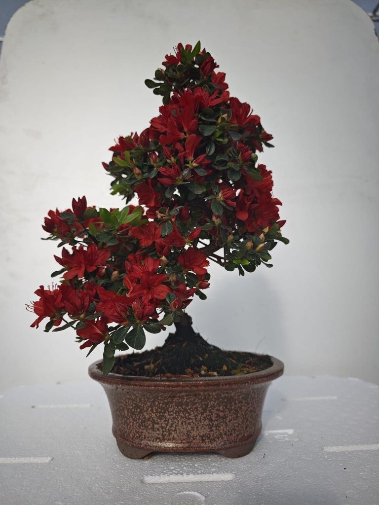*A 1. Rhododendron indicum, 70 euros con envio gratis peninsula