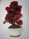 *A2. Rhododendron indicum, 70 euros con envio gratis peninsula