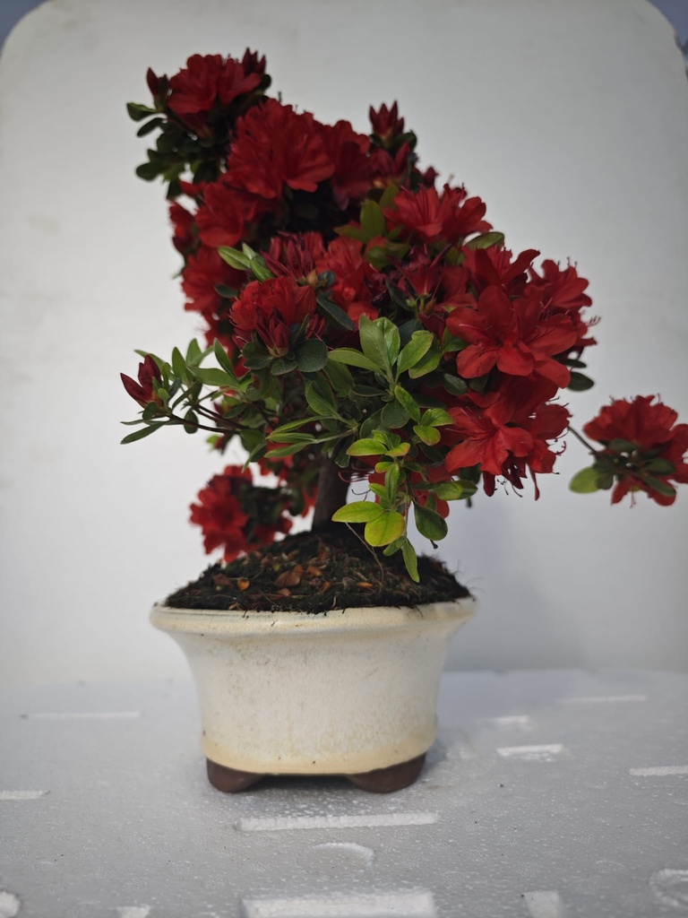 *A2. Rhododendron indicum, 70 euros con envio gratis peninsula