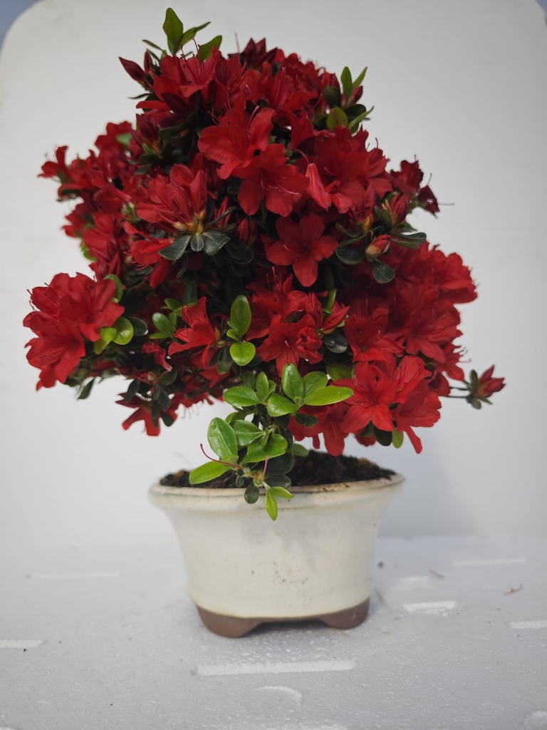 *A 3. Rhododendron indicum, 70 euros con envio gratis peninsula