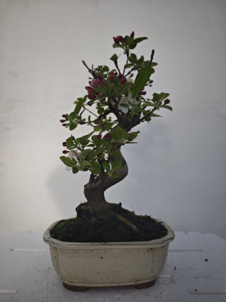 *M 3. Malus 100 euros con envio gratis peninsula.