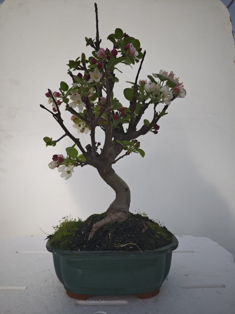 *M 4. Malus 100 euros con envio gratis peninsula.