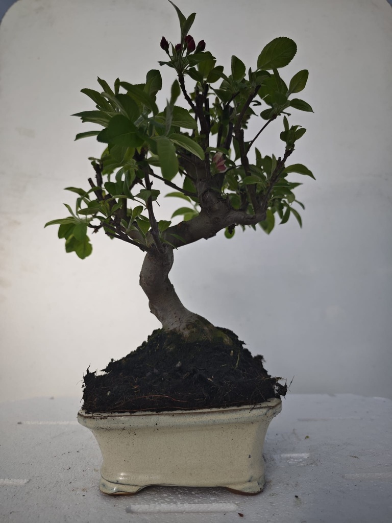 *M 7. Malus 100 euros con envio gratis peninsula.