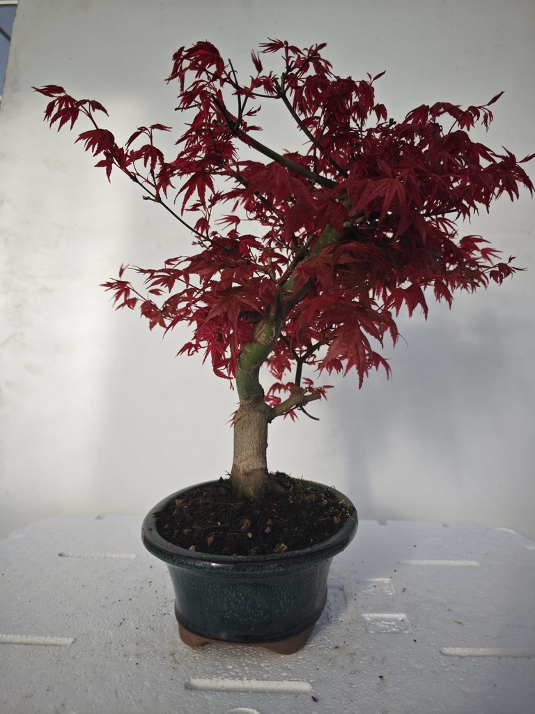 *D 21. Acer palmatum deshojo 220 euros con envio gratis peninmsula.