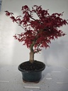 *D 21. Acer palmatum deshojo 220 euros con envio gratis peninmsula.