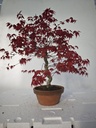 *D 21. Acer palmatum deshojo 220 euros con envio gratis peninsula.