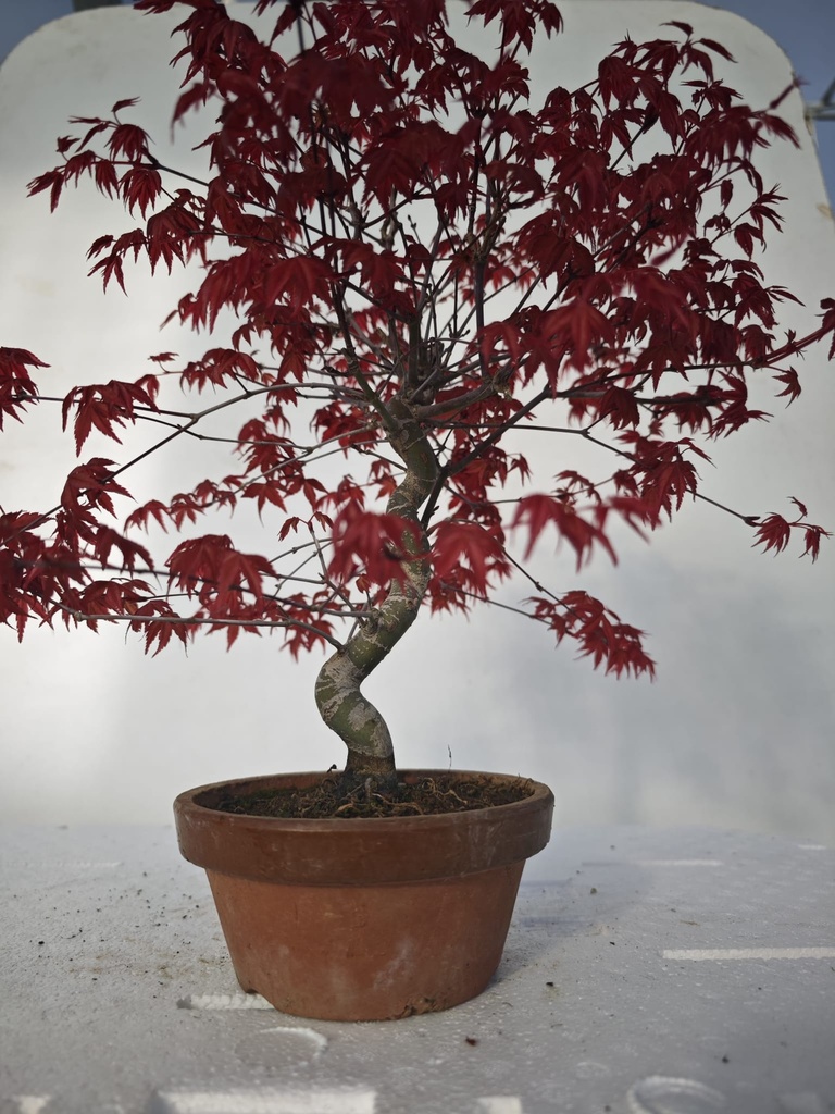 *D 21. Acer palmatum deshojo 220 euros con envio gratis peninsula.