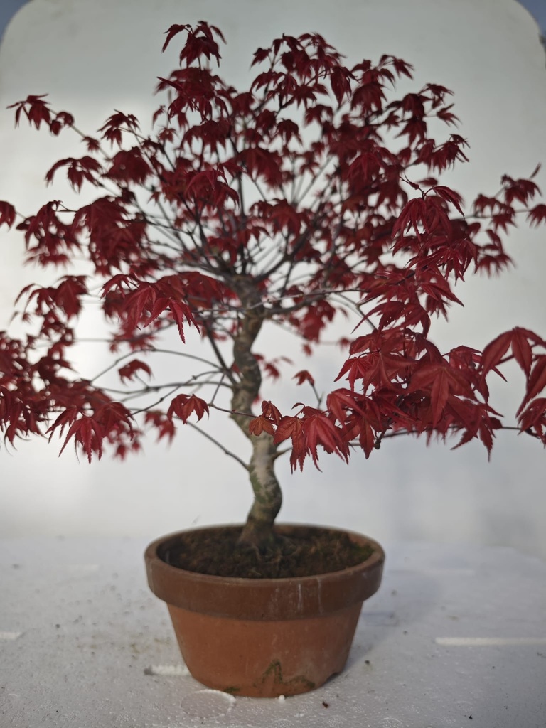 *D 21. Acer palmatum deshojo 220 euros con envio gratis peninsula.