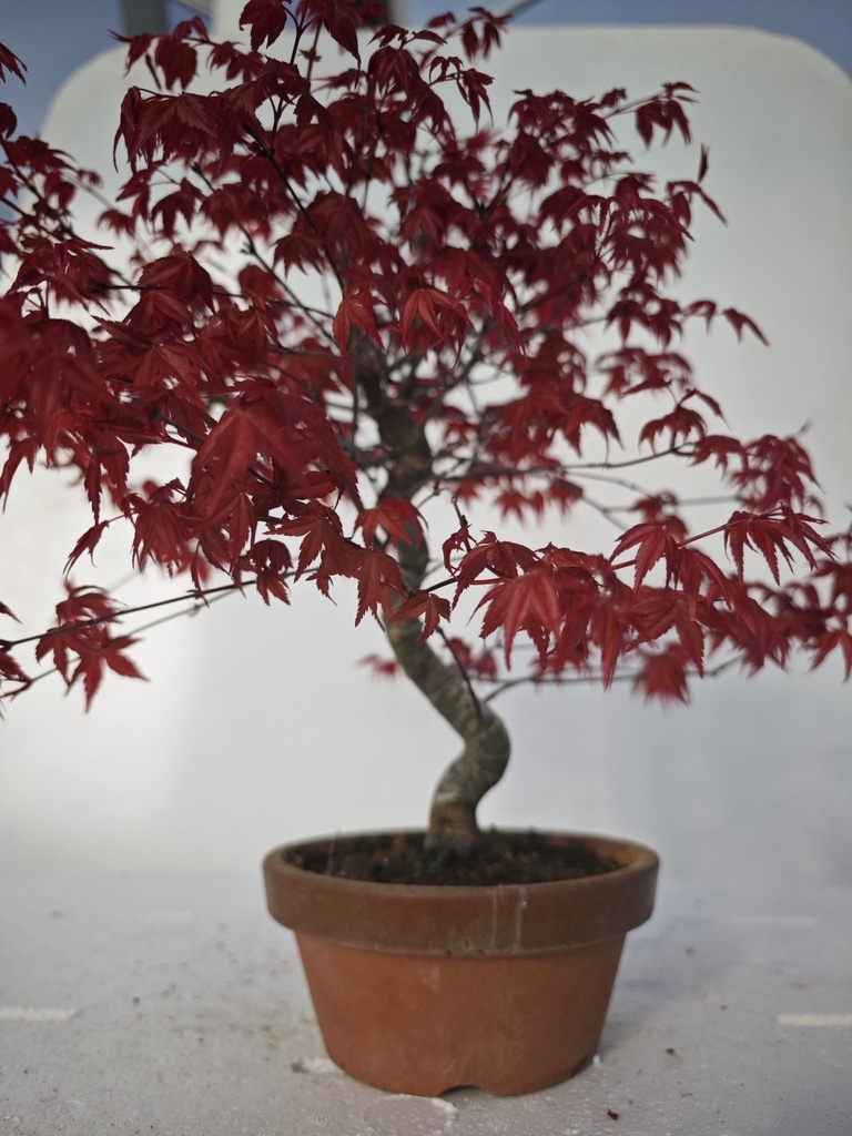 *D 21. Acer palmatum deshojo 220 euros con envio gratis peninsula.