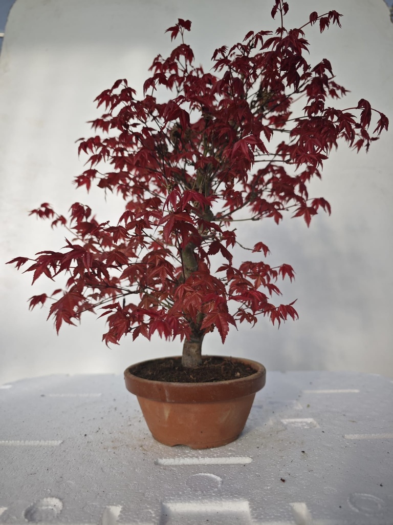 *D 22. Acer palmatum deshojo 220 euros con envio gratis peninsula.