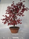 *D 22. Acer palmatum deshojo 220 euros con envio gratis peninsula.