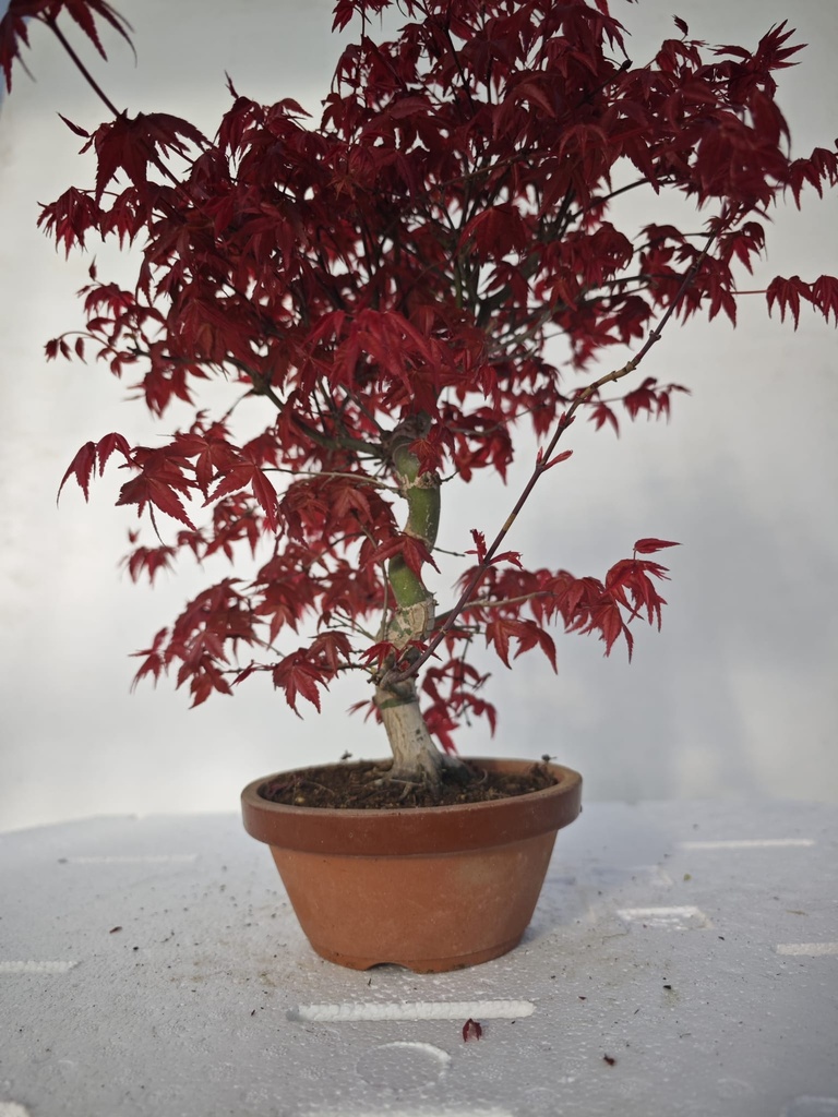 *D 23. Acer palmatum deshojo 220 euros con envio gratis peninsula.