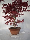 *D 23. Acer palmatum deshojo 220 euros con envio gratis peninsula.