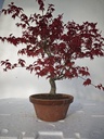 *D 24. Acer palmatum deshojo 220 euros con envio gratis peninsula.