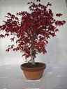 *D 25. Acer palmatum deshojo 220 euros con envio gratis peninsula.