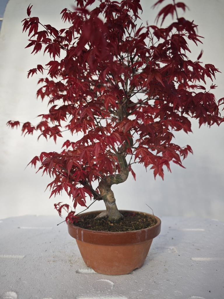 *D 25. Acer palmatum deshojo 220 euros con envio gratis peninsula.